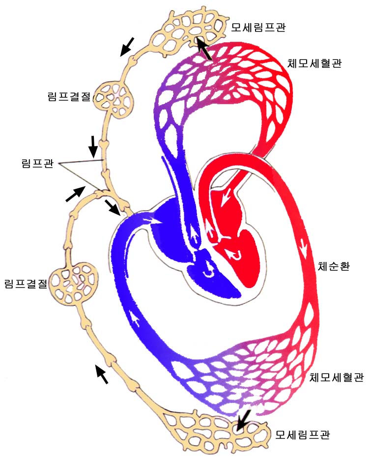 파일:external/www.kacr.or.kr/%EC%83%9D%EB%AC%BC%ED%95%99-%EA%B7%B8%EB%A6%BC1.jpg