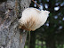 Mushroom fund on a roadside tree 