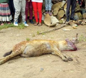 Fisi Avamia Mjini Serengeti Azua Taharuki