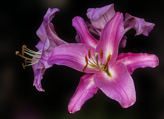 Lilium di Pinco_Pallino