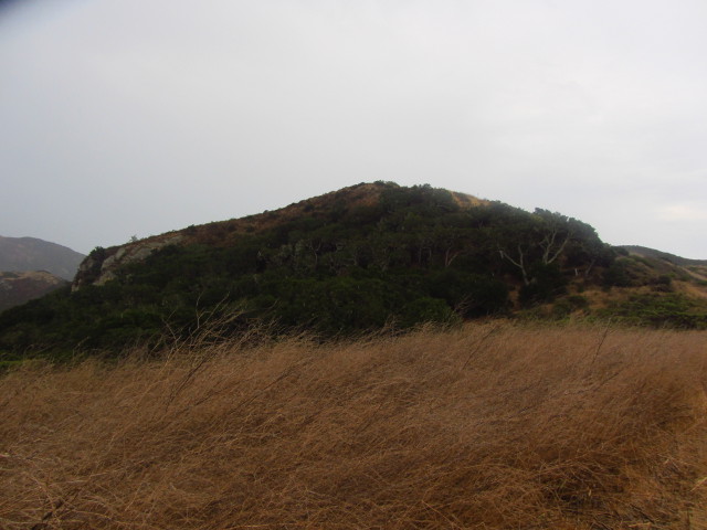 tuft of rocks in a tuft of trees