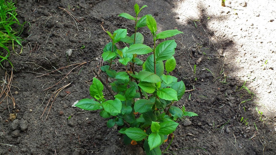 aronia cebule.pl