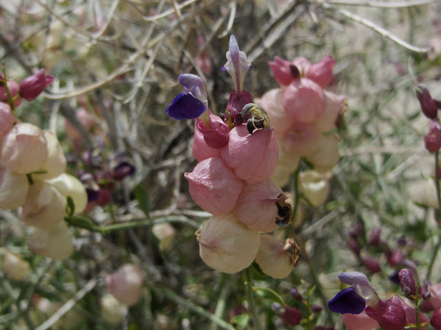 pink lanterns crowned with blue flowers