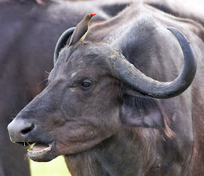 Cape Buffalo Female and Oxpecker, Zimbabwe