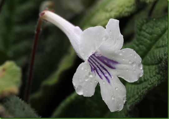 Streptocarpus rexii