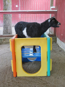 Other animal friends at the Wildlife Safari Village, like a silly goat