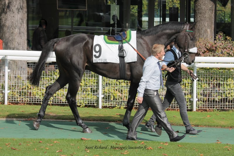 Photos Auteuil 11-10-2015 IMG_5079