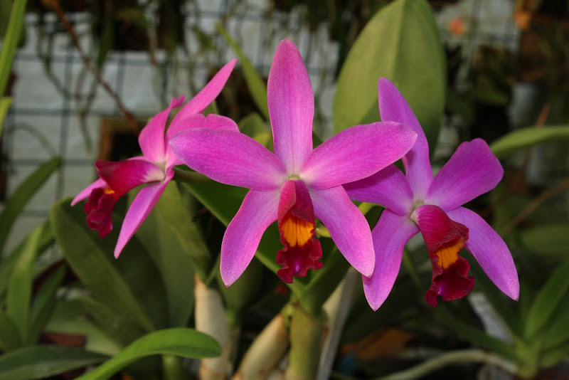 Cattleya (Love Knot x violacea) x longipes IMG_5006