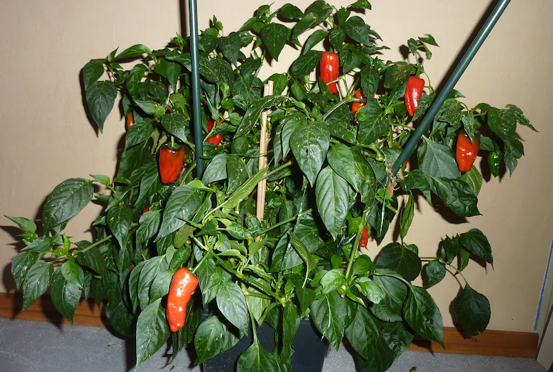 P1200248.JPG