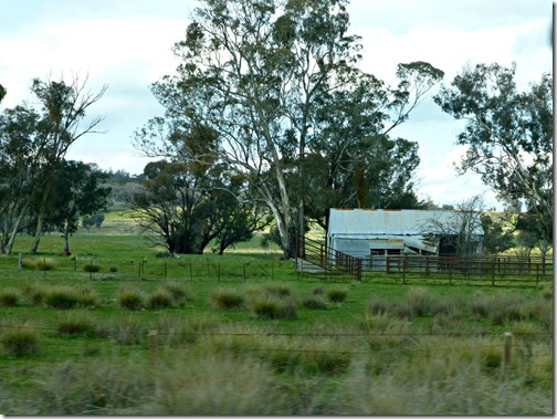 Shearing Shed