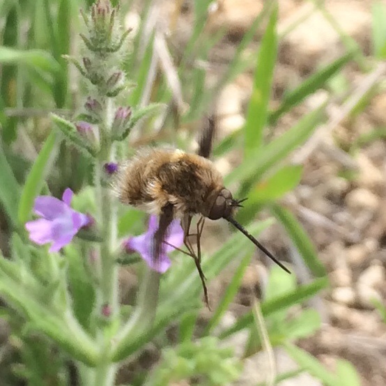 Greater Bee-Fly