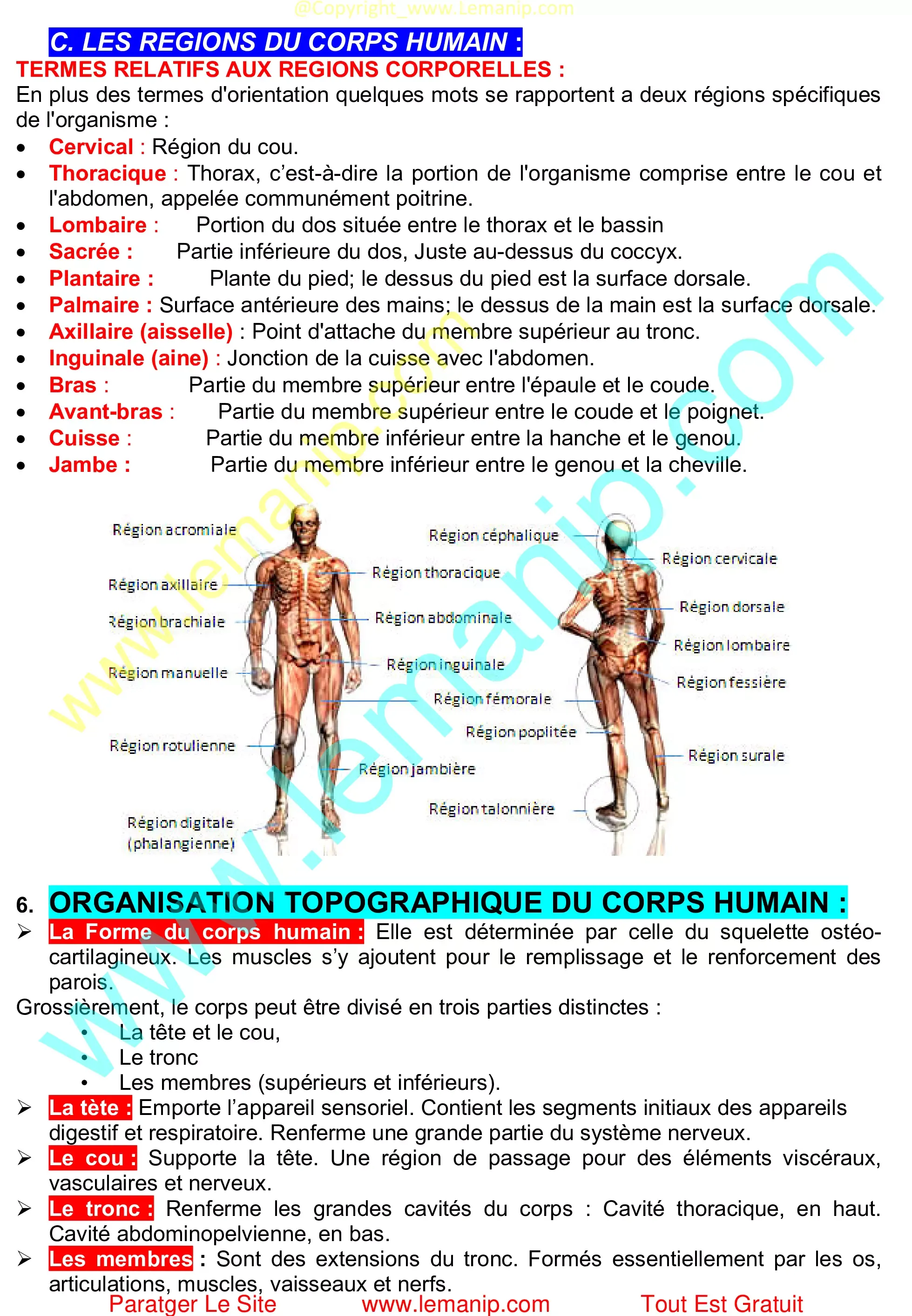 Organisation Topographique Du Corps Humain