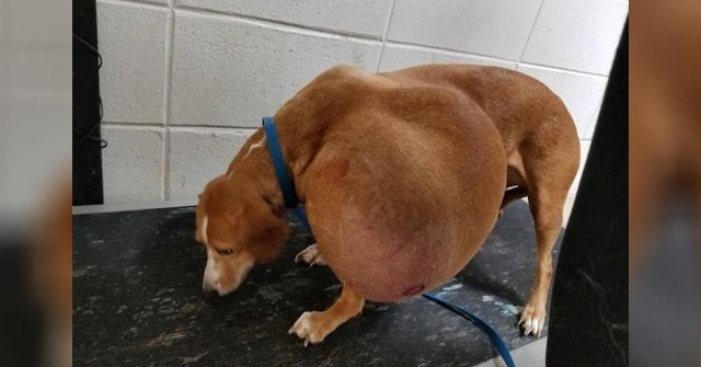 Dog With Growing Tumor Surrendered To Be Euthanized, Has Best Life Ever Now