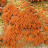 This furry alga (Trentopohlia) on the shadier north faces of rocks. Although it contains green chlorophyll, red pigments dominate. Algae such as these, called "rock violets", need no soil.