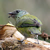 Tángara capirotada - Black- Capped Tanager