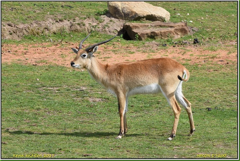 Yorkshire Wildlife Park - August