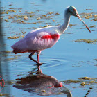 Roseate Spoonbill