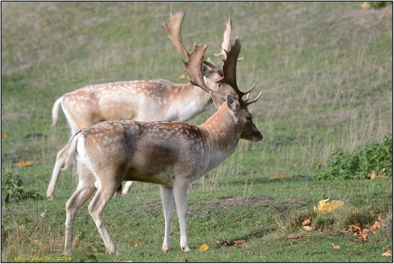 [Bradgate-Park-D3100b--13-10-2018-14-]