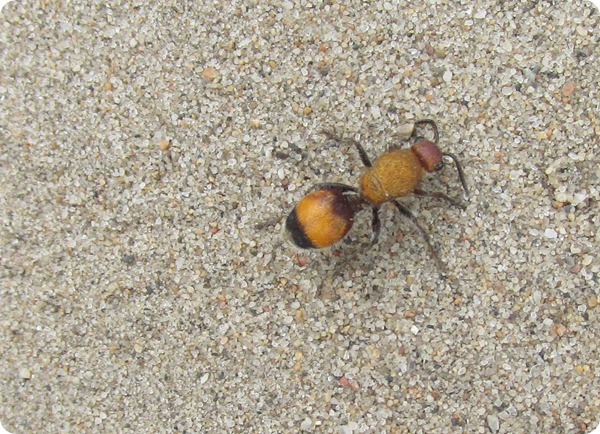 IMG_9186 Velvet Ant Insect Bug (5)