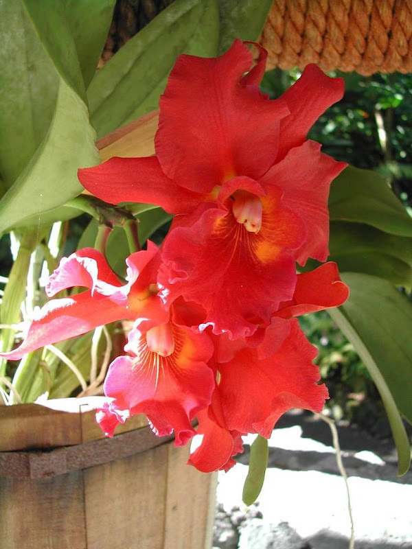 red orchid and rose wedding title=