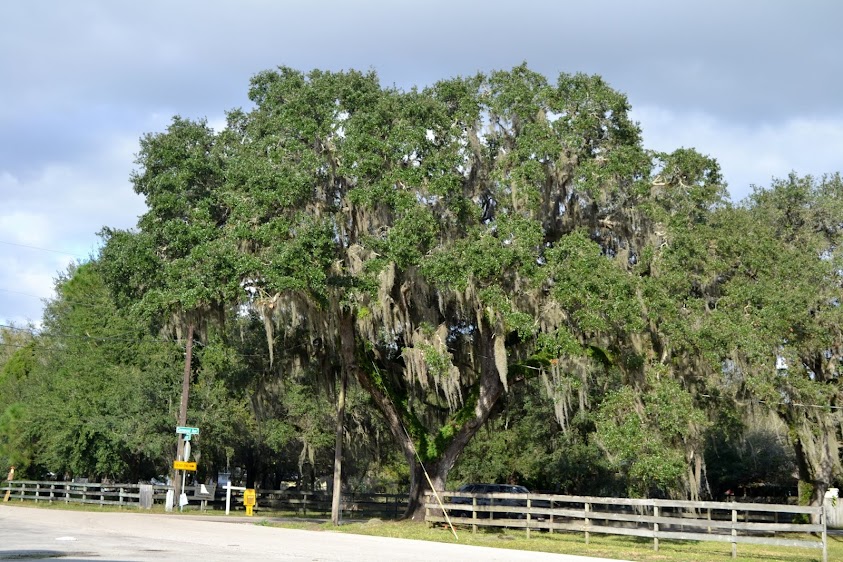 Флорида (Florida) Флорида (Florida)