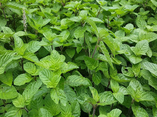 Gambar Inilah Sejuta Manfaat Sehat Daun Cincau Gambar ...