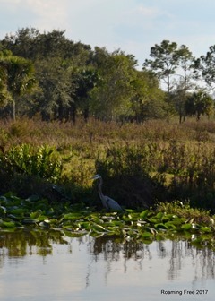 Great Blue Heron