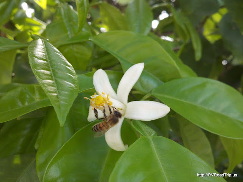 Orange blossom with a bee. Picture.