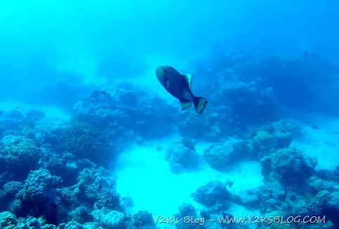 Balestra Titan - Tiputa Pass Rangiroa