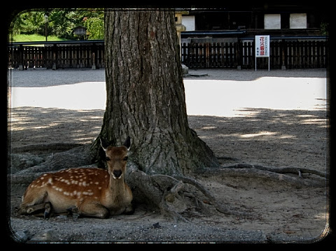 Nara - El Imperio del Sol Naciente (2)