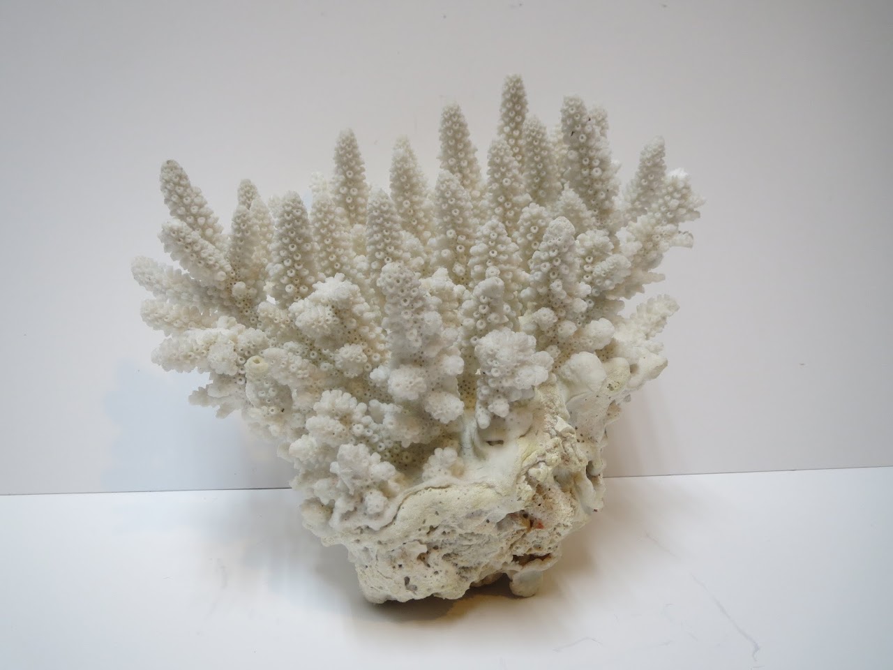 Coral Specimen