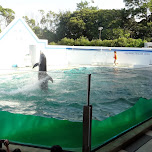 dolphin show in Shinagawa, Japan 