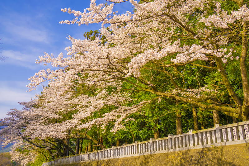 富士御室浅間神社 写真17