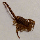 Lesser brown scorpion