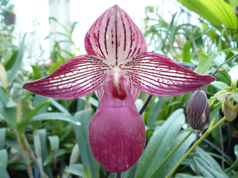 Paphiopedilum Gloria Naugle P1020889