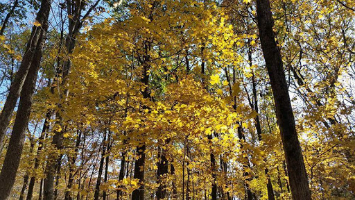 Nature Preserve «Thorn Creek Woods Nature Preserve», reviews and photos, 247 Monee Rd, Park Forest, IL 60466, USA