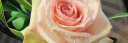 Profile cover photo