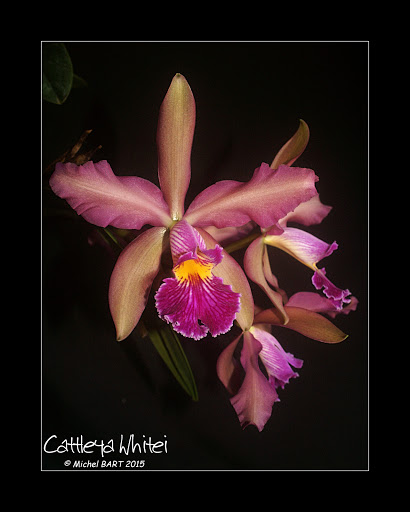 Cattleya Whitei Cattleya_xwhitei