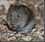 Meadow_voCute little Vole....don' ya just want to pet it?