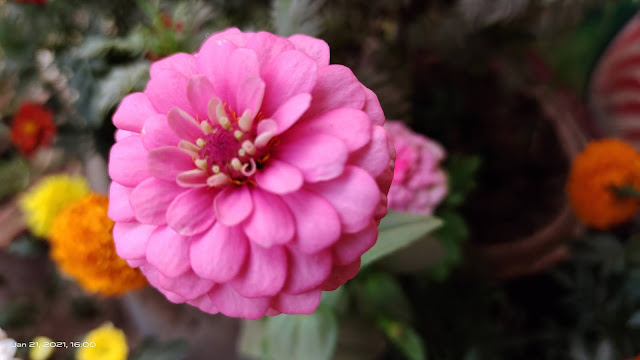 pink flower blur background image nature