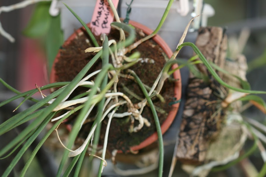 Brassavola perrinii IMG_0219