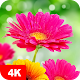 Download Flower Wallpapers 4K For PC Windows and Mac 5.0.62