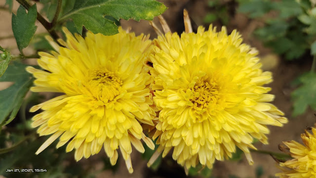 yellow flower blur wallpaper hd nature background