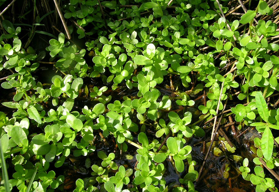 Бакопа мелколистная (Бакопа Монье) (Bacopa monnieri)