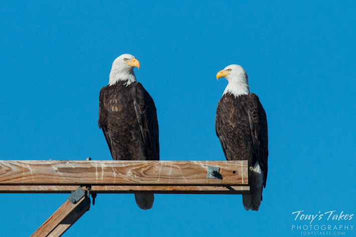 Bald Eagle pair. Note how much bigger the female on the left is than the male. (© Tony’s Takes)