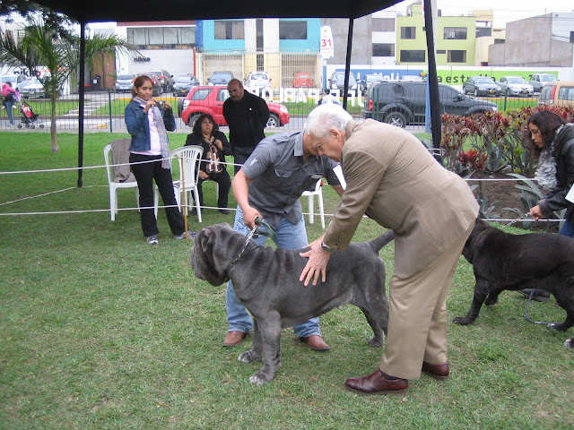 6° ESPECIALIZADA DE  EL CLUB DEL MASTINO NAPOLETANO IMG_0098