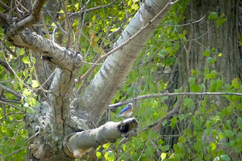 Bluebird P1030461