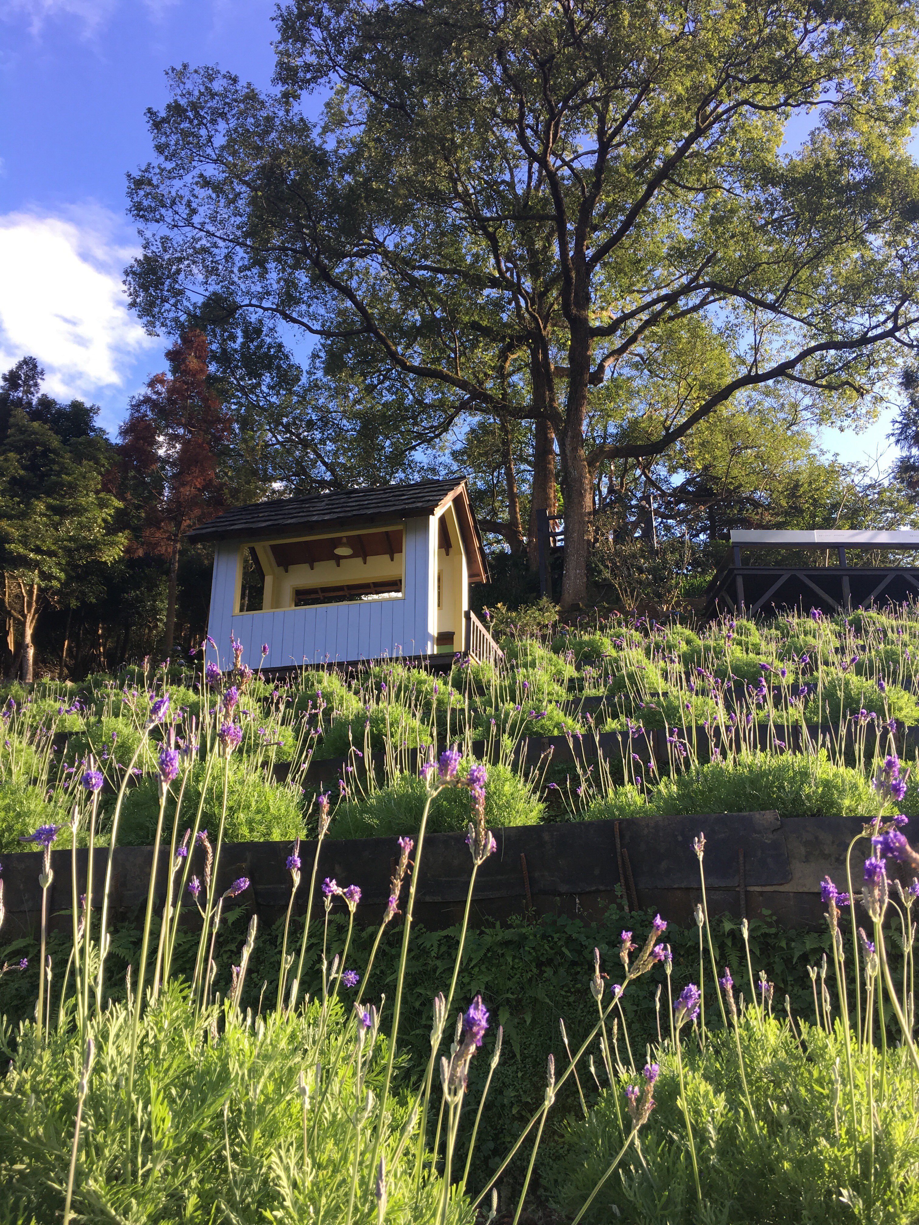 lavender cottage, lavender in bloom, Taichung, Taiwan