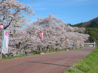 [最も好ましい] 尾関 山 公園 桜 320584