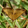 Hook-winged Carpet